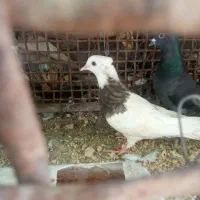 کبوتر طوقی