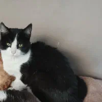 واگذاری گربه تاکسیدو ۷ماهه