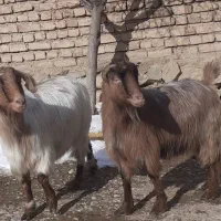 دو راس بز چاق جوان قسر قربانی قصابی