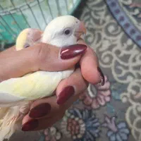 دوتا جوجه سرلاکی کوتوله