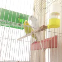مرغ عشق نر و ماده