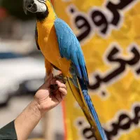 مرکزتکثیر انواع طوطی‌سانان عروس هلندی گرینچیک راهب