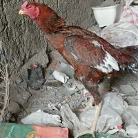 سلام.یک.خروس لاری بله فروش میرسد