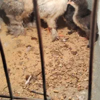 جوجه. تخم مرغ نطفه دار برهما