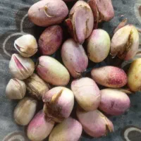 پسته همه لب شکسته