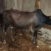 گاونر