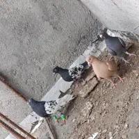 کفتر کبوتر