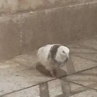 کفتر