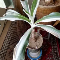 فروش سوسن ابلق هالف