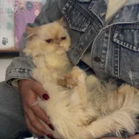 گربه