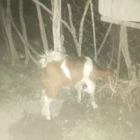 فروش یک عدد بزگاله کوچک