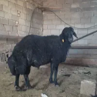 قوچ قره قزل