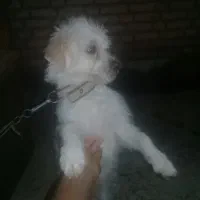 سگ پشمالو سفید