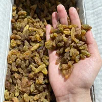کشمش آفتابی