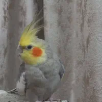 عروس هلندی سخنگومعاوضه باکوتوله