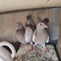 جوجه تازه دونه خور شده