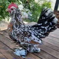 پرورش مرغ زینتی