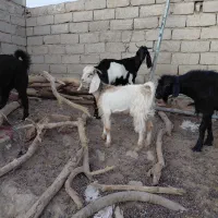 بز با کهره قیمت مناسب