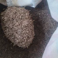کوهی