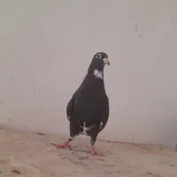 نر پلنگ