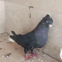 کفتر روزگاری