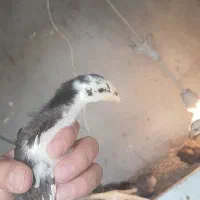 لاری محلی جوجه