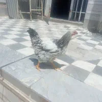 دو عدد مرغ و۴عدد نیمچه