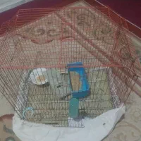 قفس پرنده