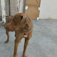 سگ پیت بول تریر اصیل نگهبان درجه یک