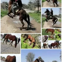 اسب|اسب و تجهیزات اسبسواری|جیرفت, |دیوار