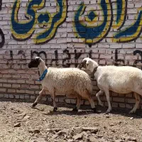 میش بره دار