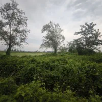 فروش زمین داخل طرح هادی به قیمت باغ