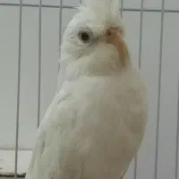 ماده