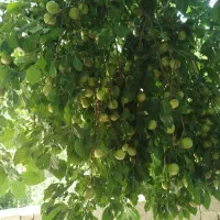 الوچه