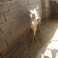 فروش بز