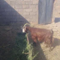 گلیم بز
