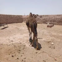 شتر