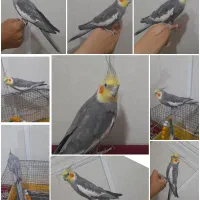 عروس هلندی