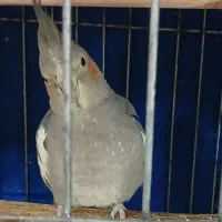 گمشدن عروس هلندی