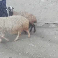 گوسفند آبستن