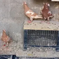 شش عدد کبوتر سالم سرحال