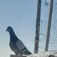 کبوتر