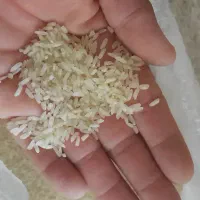 برنج فجر