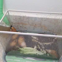 حلزون بالغ تخمگذار