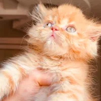 گربه بریتیش با تخفیف