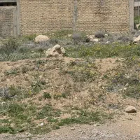استخدام
