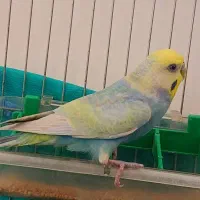 مرغ عشق رینبو گلدفیس