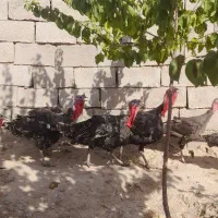 بوقلمون