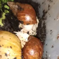 حلزون