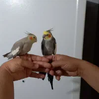 عروس هلندی مولد سخنگو